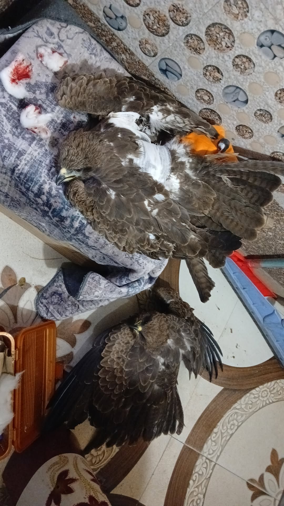 2 Black Kite Rescue