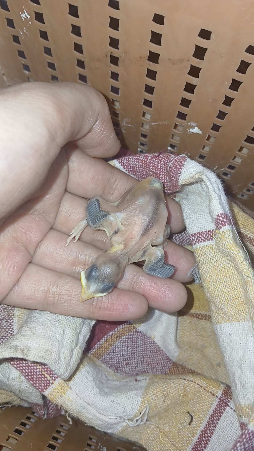 Rescued a baby Common Myna 🐦 A small life in need, now safe and cared for. Every rescue matters, every life counts. 💛