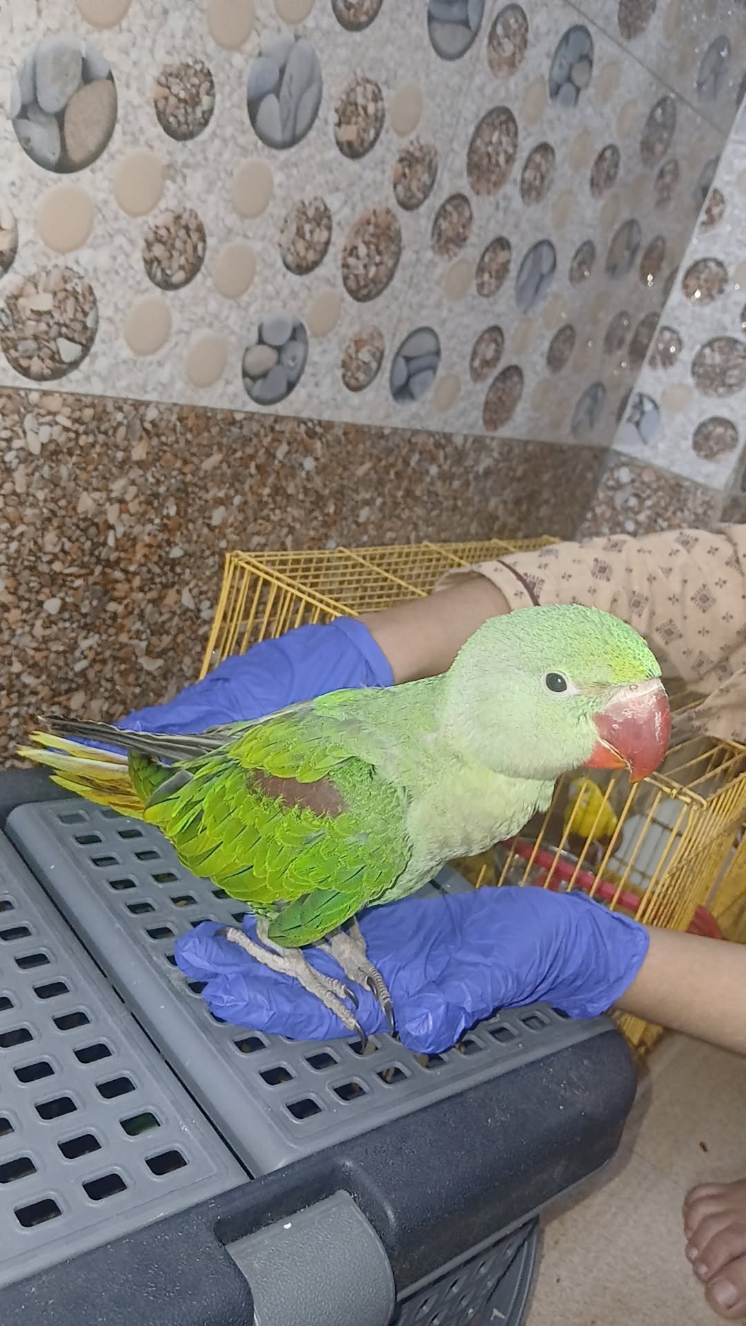 Rescue baby Alexandrine Parakeet