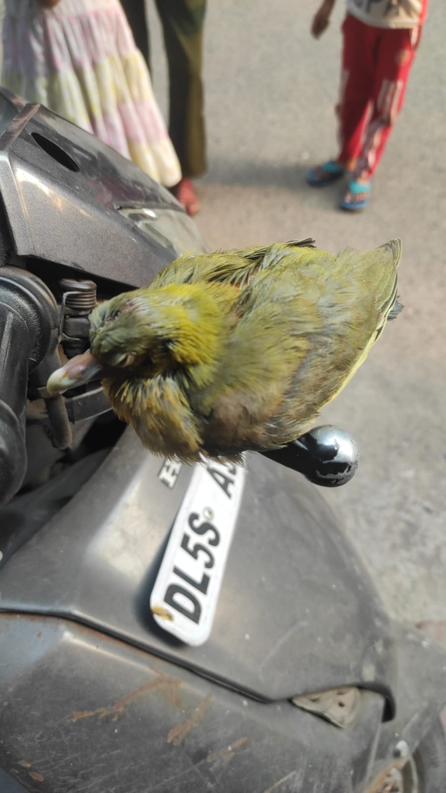 Baby yellow footed green pigeon Rescued
