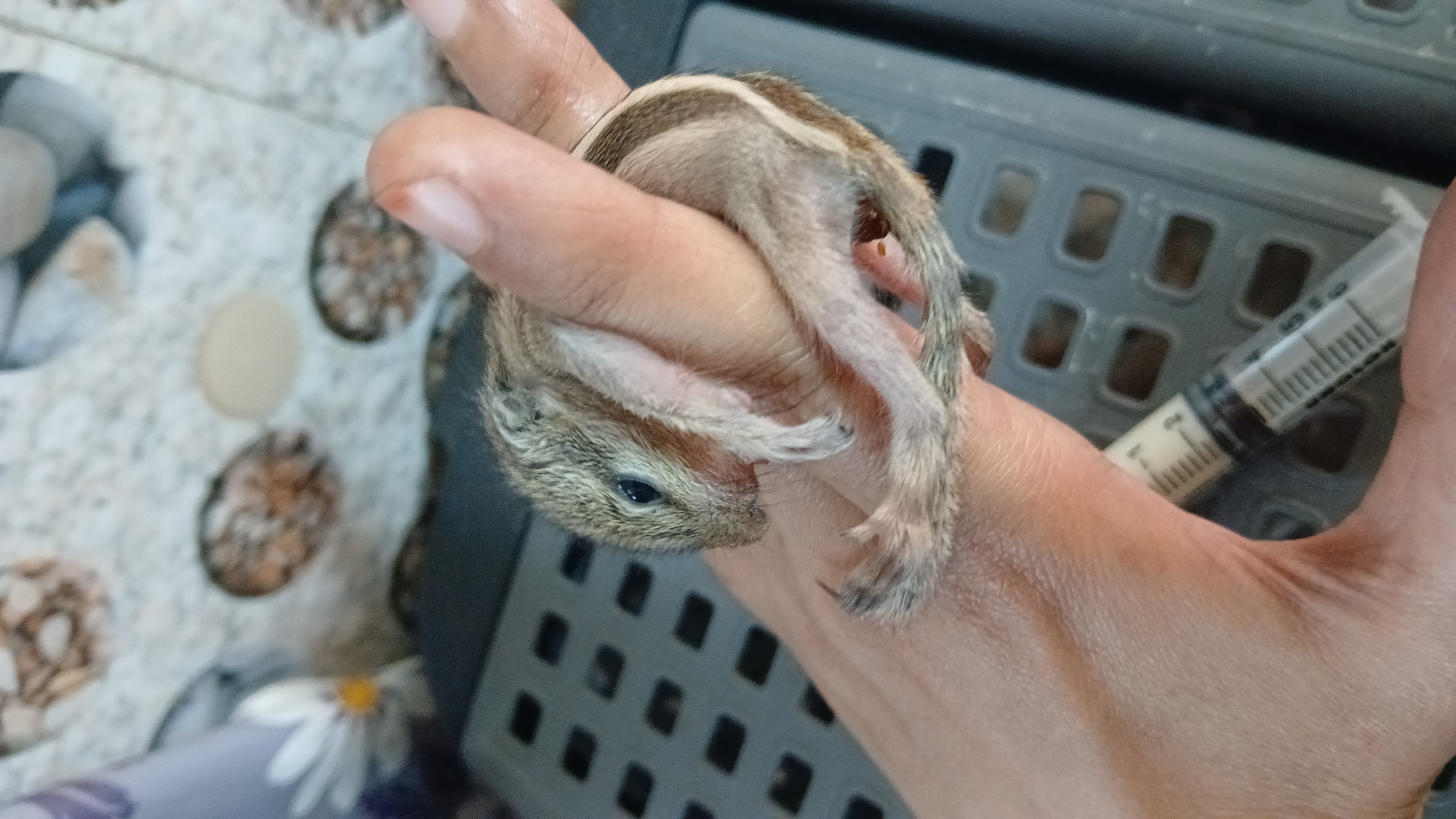 Baby squirrel rescued