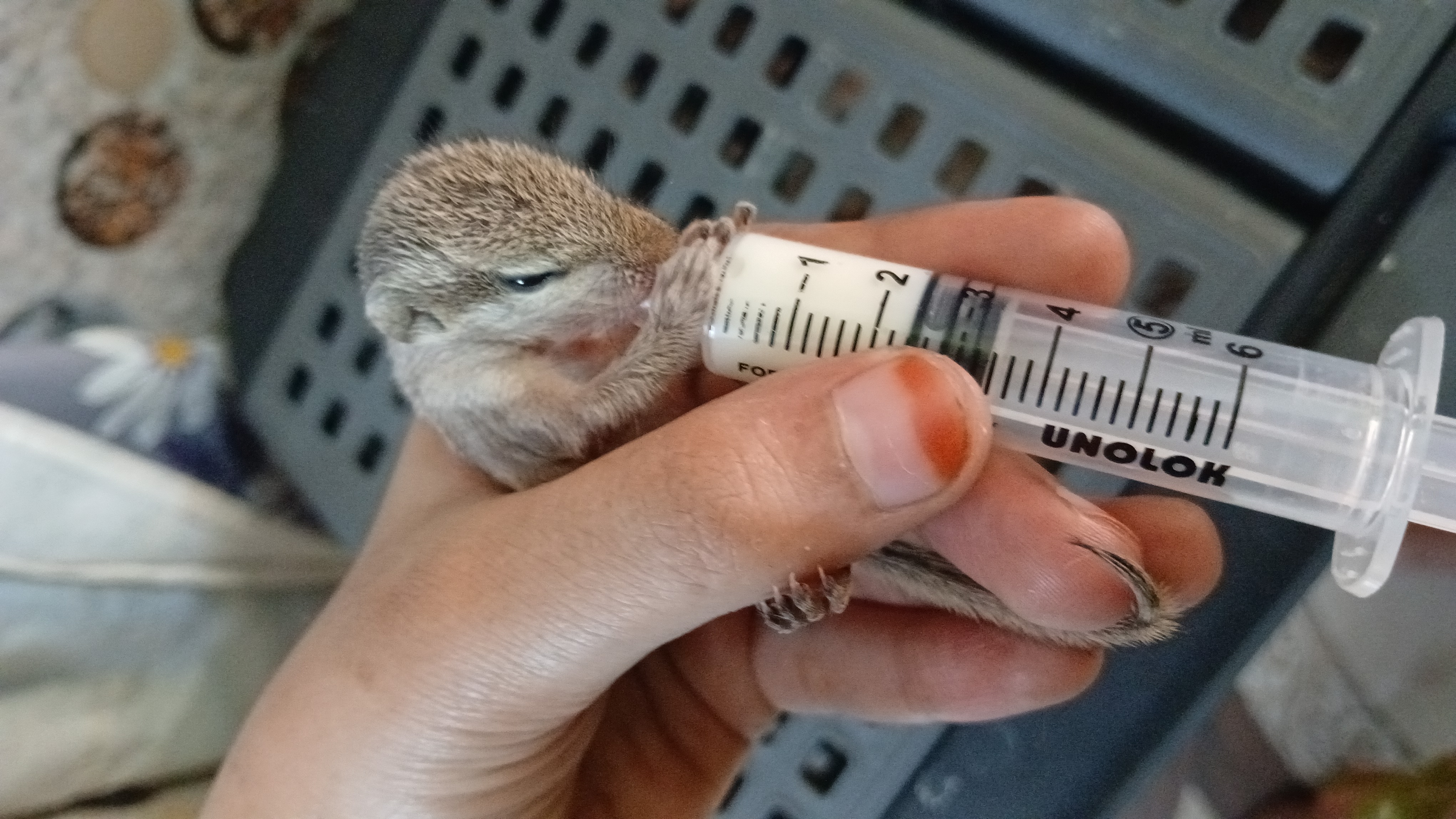 Baby squirrel rescued