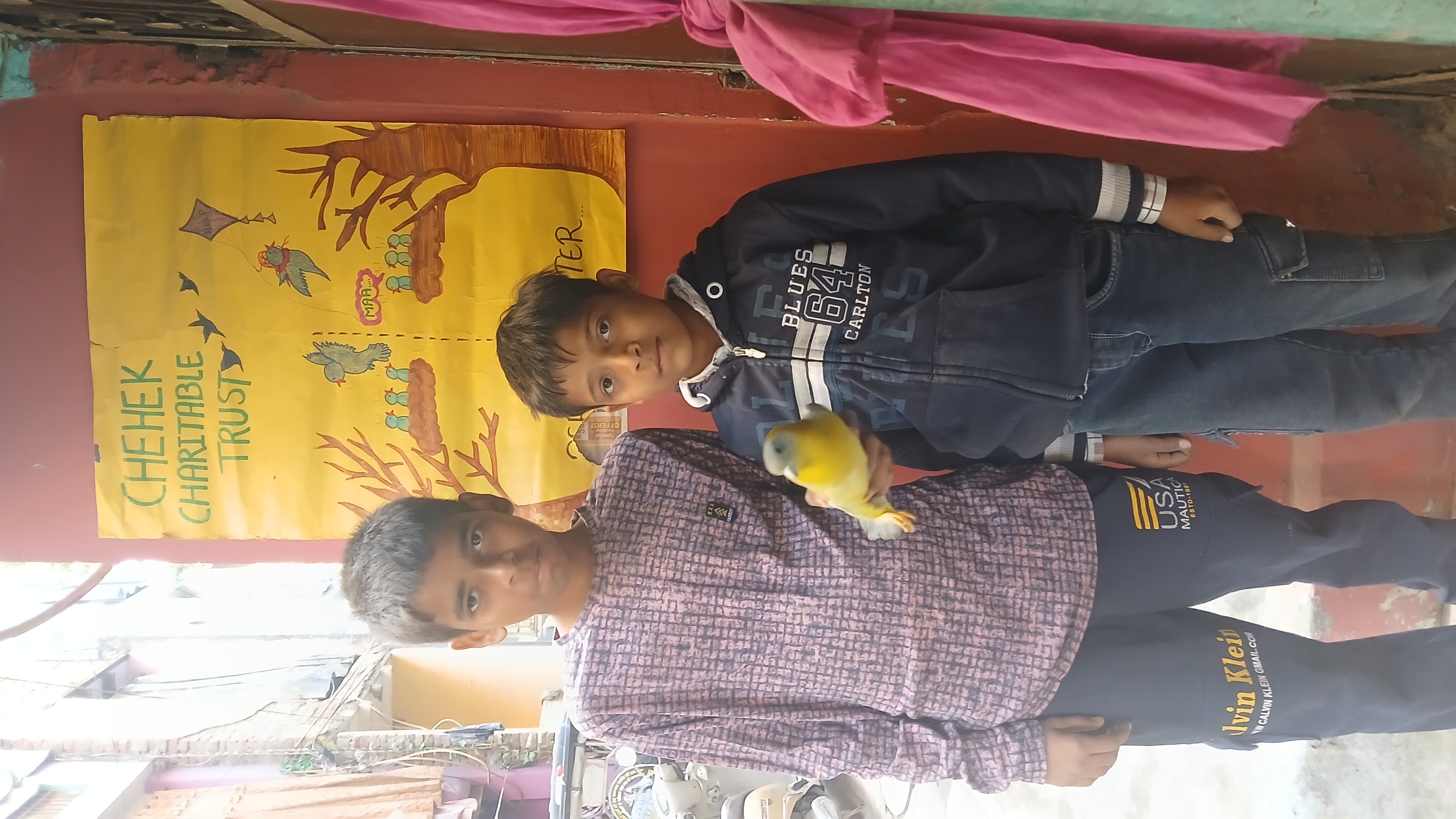 Yellow footed green pigeon Rescued