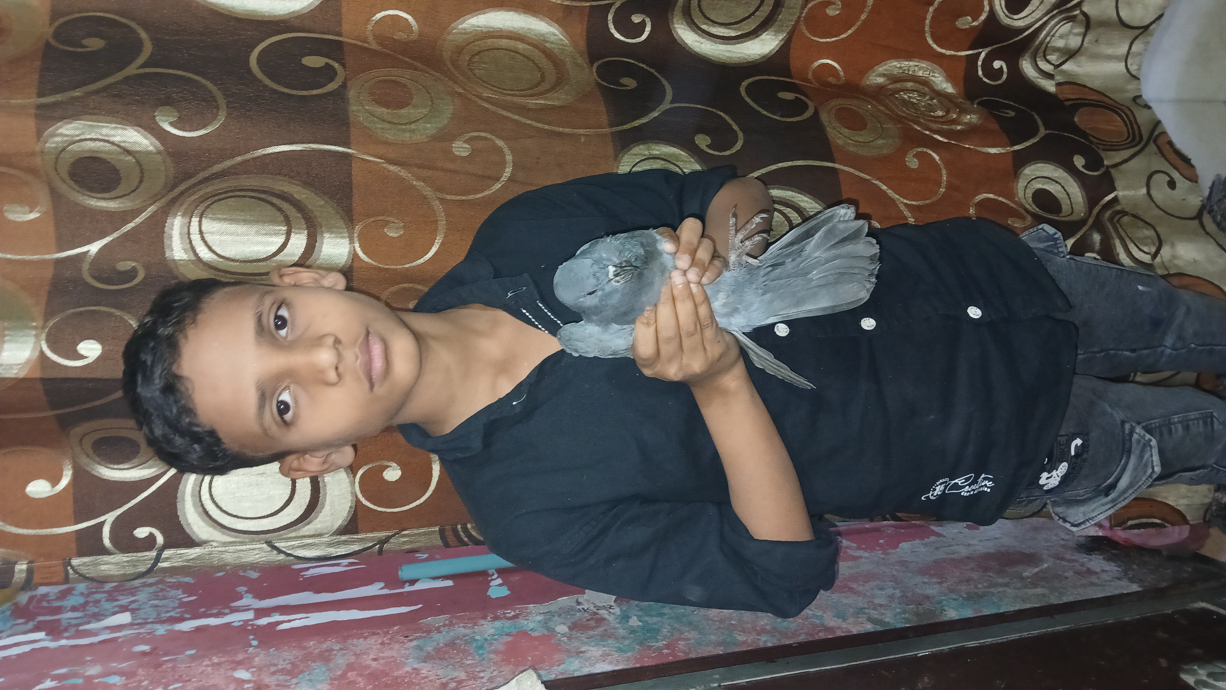 Blue rock pigeon Rescued