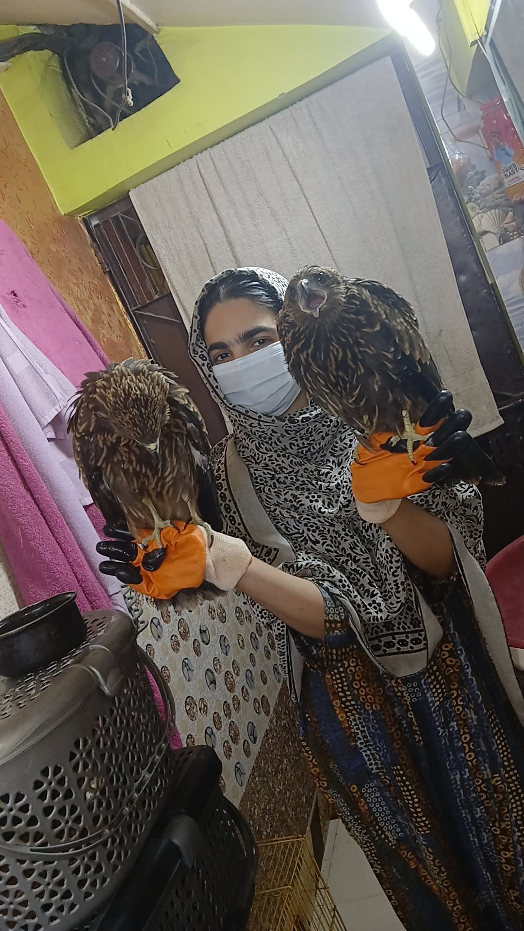 2 Black Kite Rescued