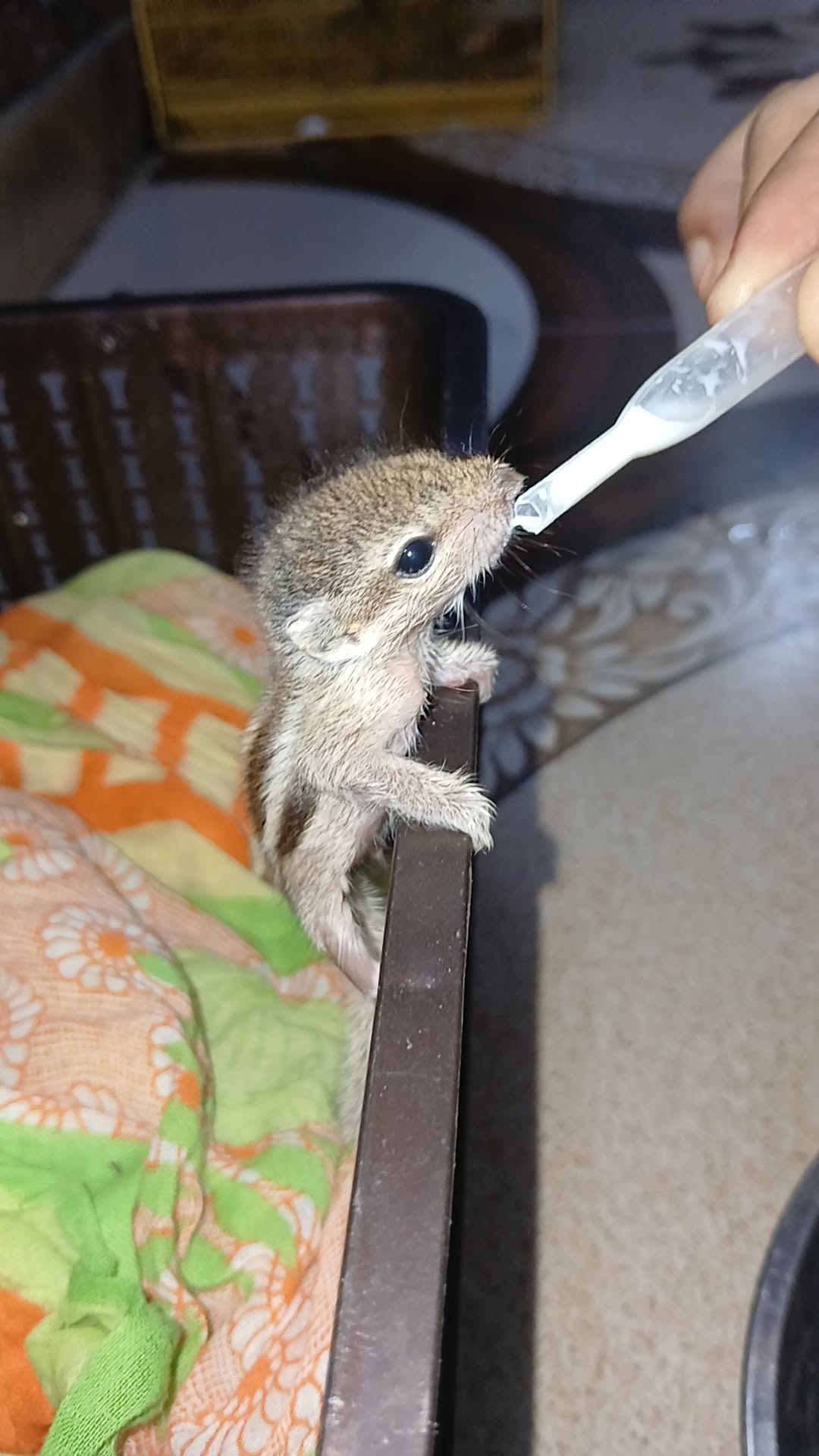 Tiny squirrel rescued