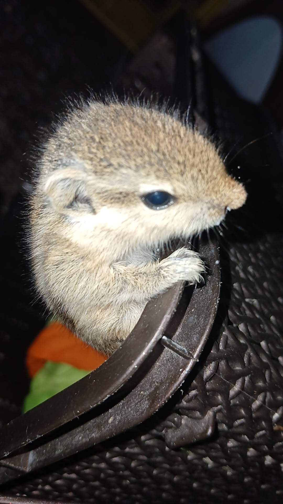 Baby squirrel rescued