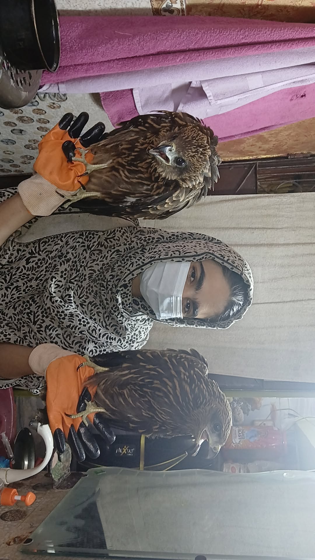 Black Kites Rescued