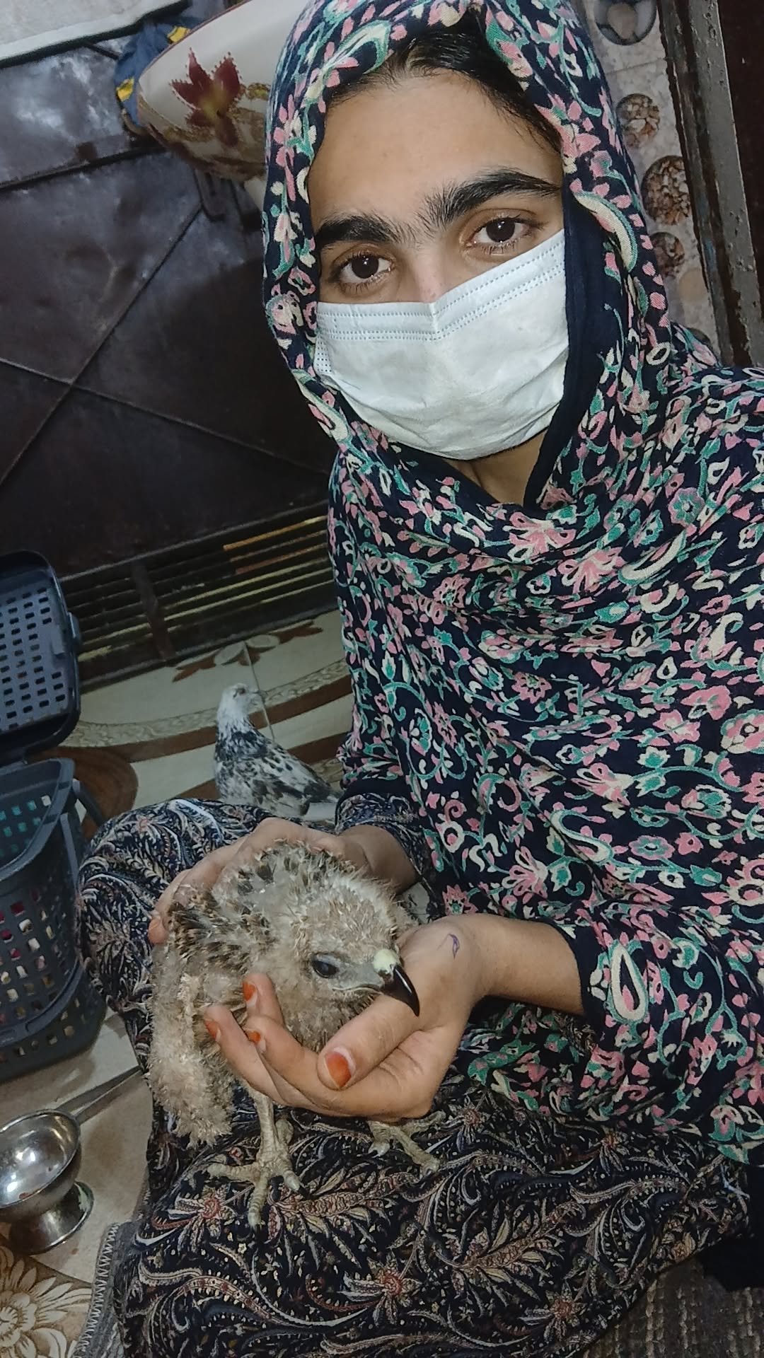 Baby black kite Rescued