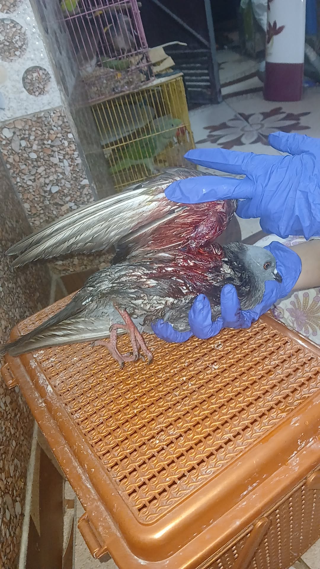 Rescued Blue Rock Pigeon