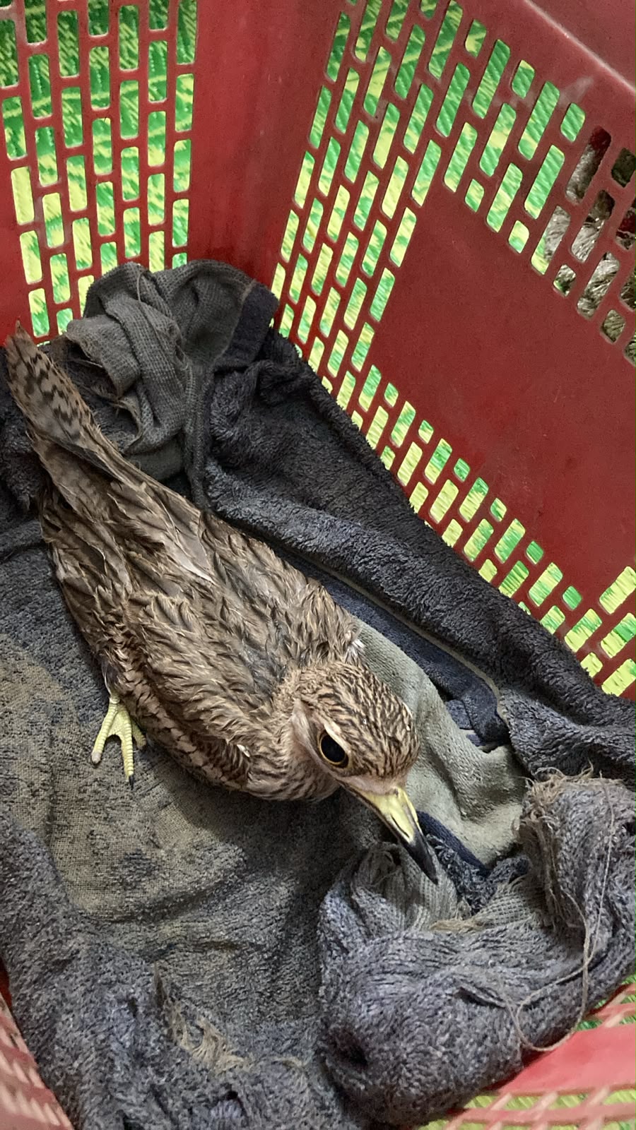 Rescued Eurasian stone-curlew
