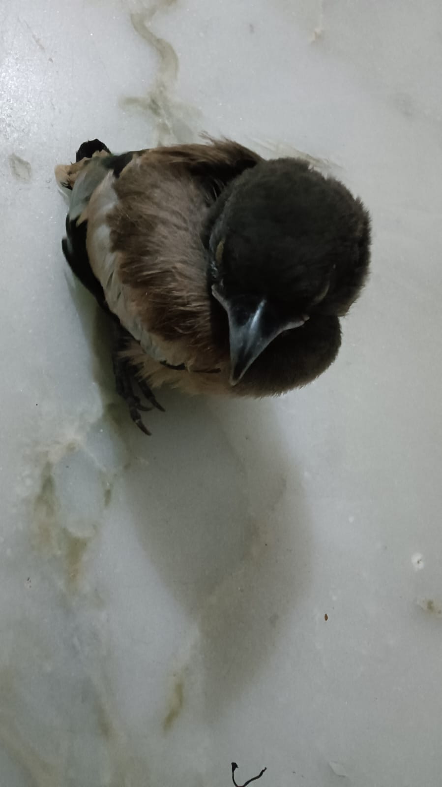 Rescued baby Rufous Treepie