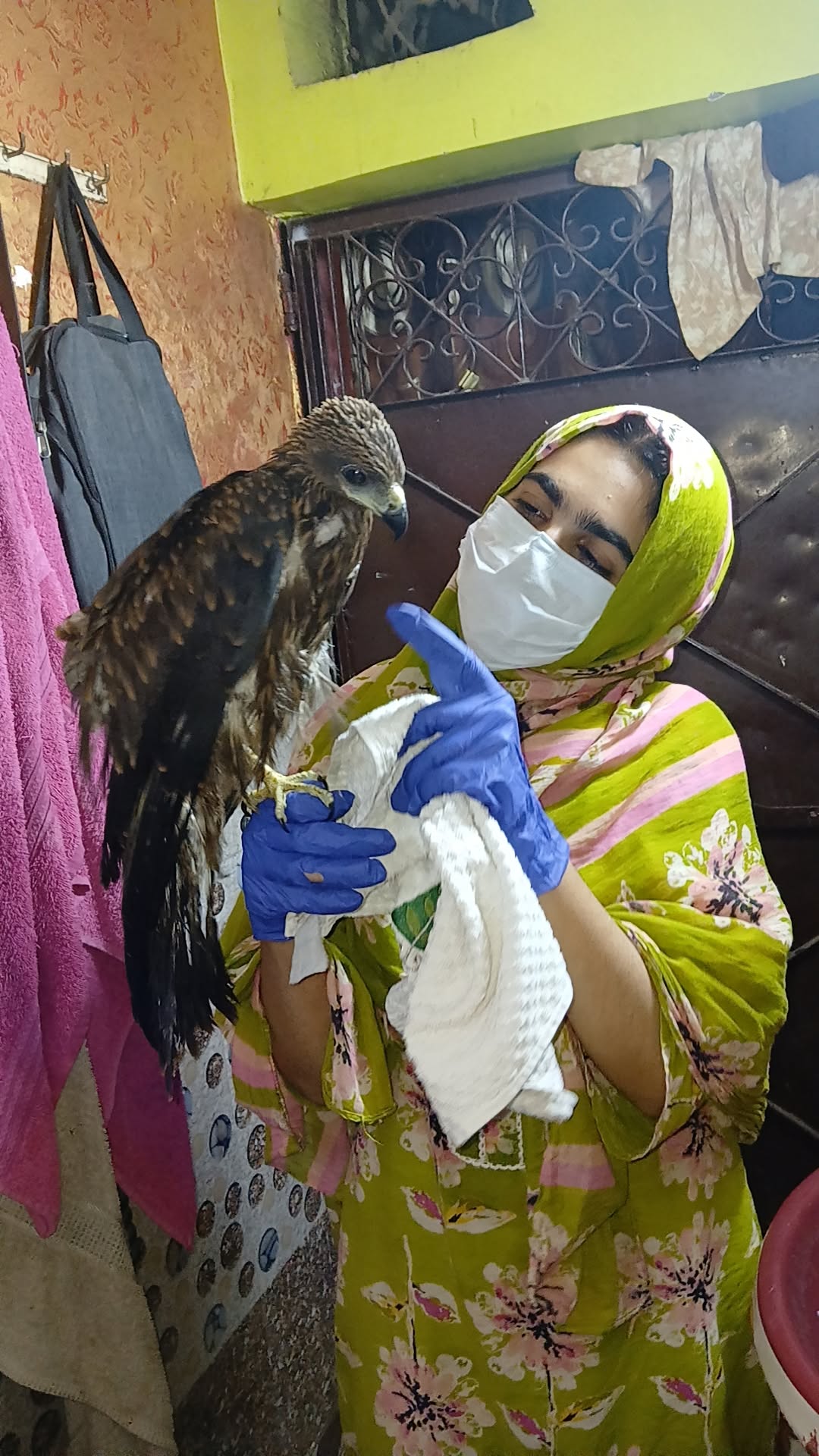 Rescued black kite